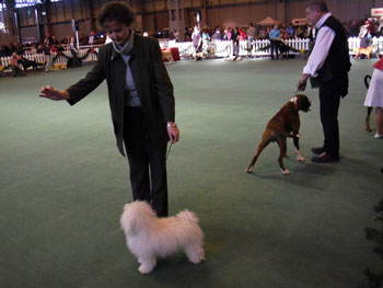 Bolognese dog picture